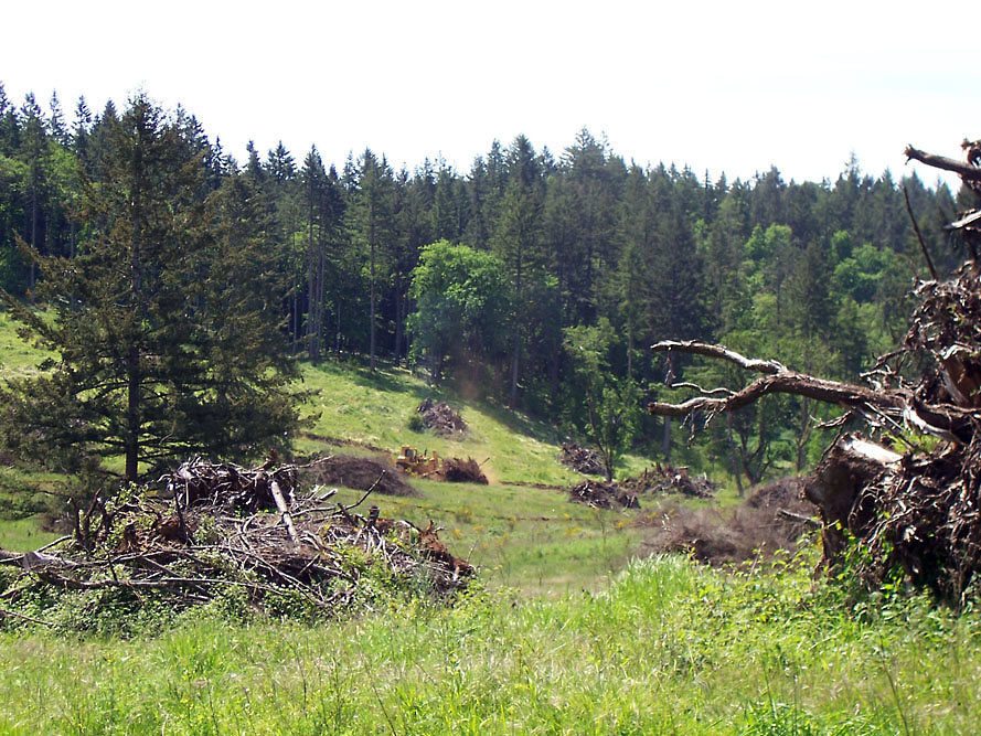 Eola Hills - Legacy Vineyard - Photo 5
