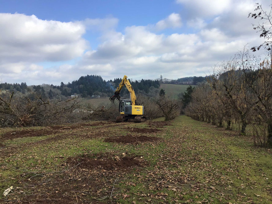 Doe Ridge Clearing - Image 2
