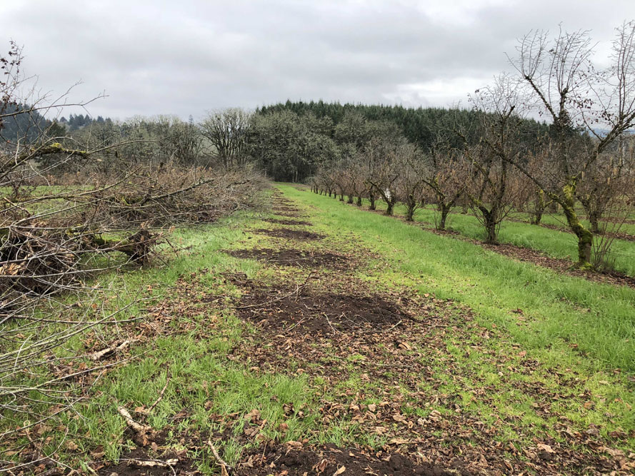 Doe Ridge Clearing - Image 6