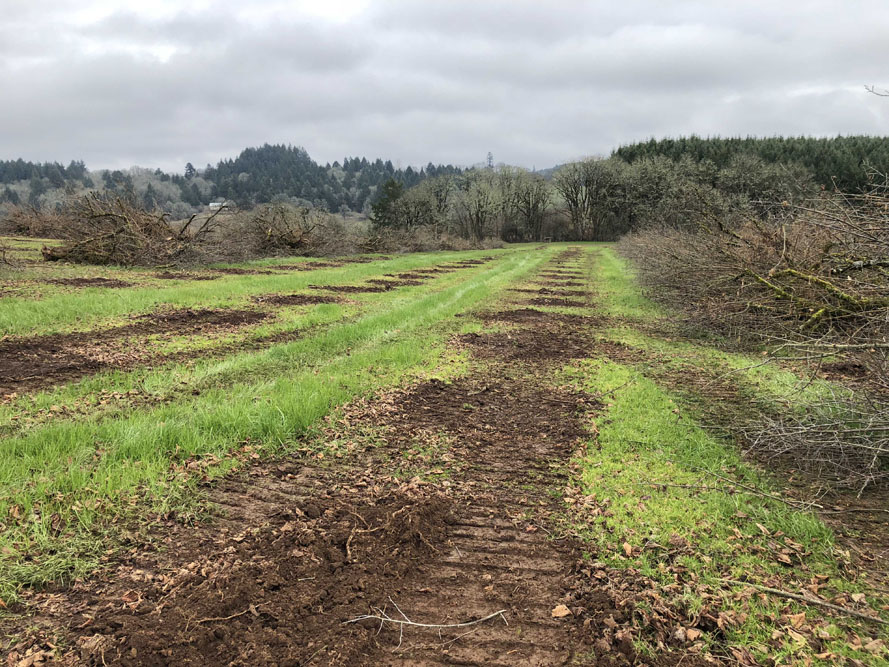 Doe Ridge Clearing - Image 7