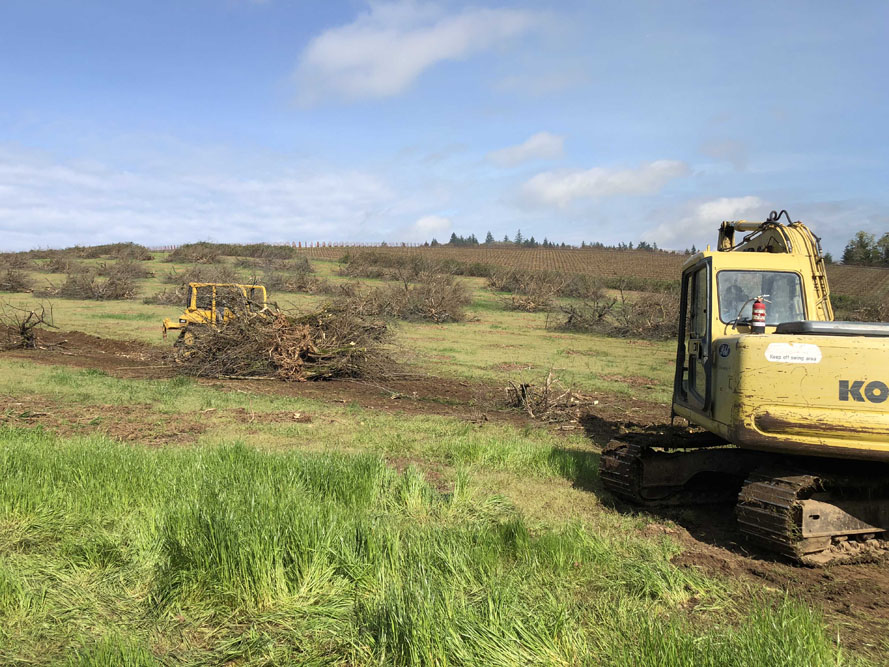 Doe Ridge Clearing - Image 10