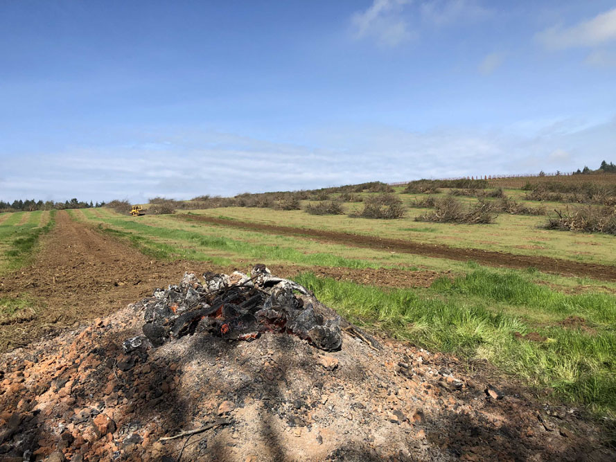 Doe Ridge Clearing - Image 11